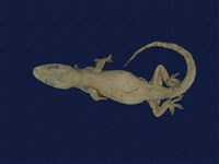 藏品(蝎虎)的圖片